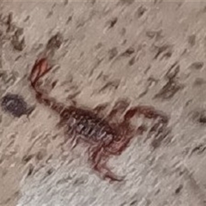 Scorpiones (order) at Pipeclay, NSW - suppressed