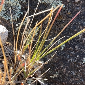 Rytidosperma sp. (Wallaby Grass) at Denman Prospect, ACT - 18 Apr 2025 by Jennybach