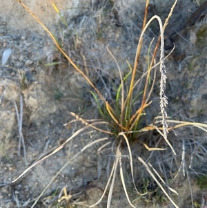 Carex appressa (Tall Sedge) at Denman Prospect, ACT - 18 Apr 2025 by Jennybach