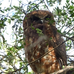 Ninox boobook at Fyshwick, ACT - Yesterday by LineMarie