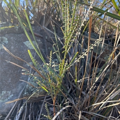 Indigofera adesmiifolia (Tick Indigo) at Denman Prospect, ACT - 18 Apr 2025 by Jennybach