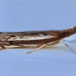 Anaclastis apicistrigellus at Moruya, NSW - suppressed