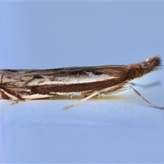 Anaclastis apicistrigellus at Moruya, NSW - suppressed