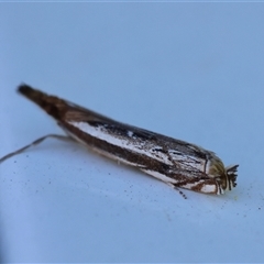 Anaclastis apicistrigellus at Moruya, NSW - suppressed