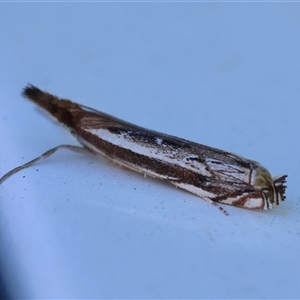 Anaclastis apicistrigellus at Moruya, NSW - suppressed