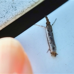 Anaclastis apicistrigellus at Moruya, NSW - suppressed