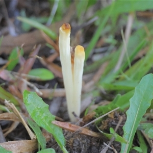 Clavaria fragilis group at Moruya, NSW - suppressed