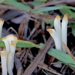 Clavaria fragilis group at Moruya, NSW - suppressed