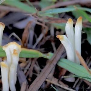 Clavaria fragilis group at Moruya, NSW - suppressed