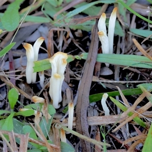 Clavaria fragilis group at Moruya, NSW - suppressed