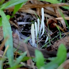 Clavaria fragilis group at Moruya, NSW - suppressed