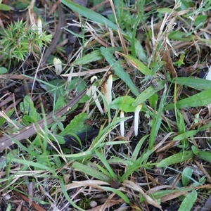 Clavaria fragilis group at Moruya, NSW - suppressed