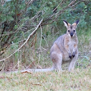Notamacropus rufogriseus at Moruya, NSW - suppressed