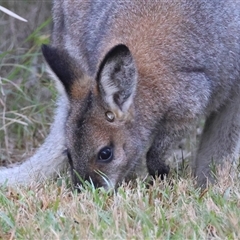 Notamacropus rufogriseus at Moruya, NSW - suppressed