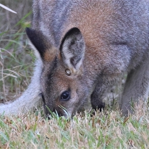 Notamacropus rufogriseus at Moruya, NSW - suppressed