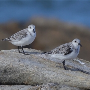 Calidris alba at Jerdacuttup, WA - suppressed