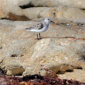 Calidris alba at Jerdacuttup, WA - suppressed