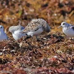 Calidris alba at Jerdacuttup, WA - suppressed