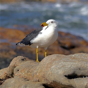 Larus pacificus at Hopetoun, WA - 8 Apr 2025 11:28 AM