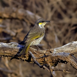 Gavicalis virescens at Hopetoun, WA - 8 Apr 2025 by MichaelWenke
