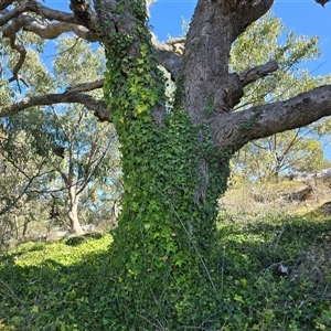 Hedera hibernica at Isaacs, ACT - 20 Apr 2025 11:29 AM