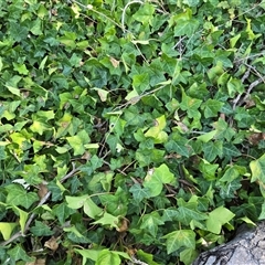 Hedera hibernica at Isaacs, ACT - 20 Apr 2025 11:29 AM