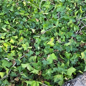 Hedera hibernica at Isaacs, ACT - 20 Apr 2025 11:29 AM