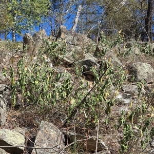 Oxypetalum coeruleum at Isaacs, ACT - 20 Apr 2025 10:21 AM