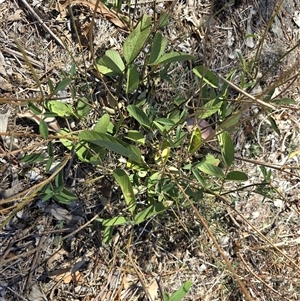 Oxytes brachypoda at Isaacs, ACT - Today by Mike