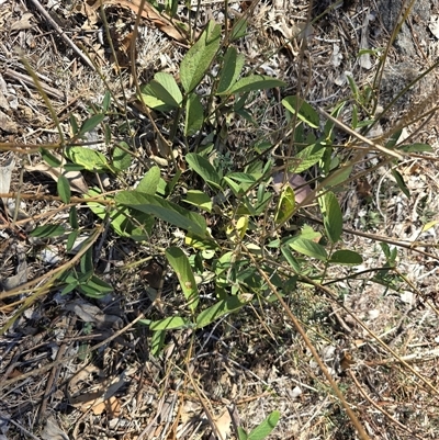 Oxytes brachypoda (Large Tick-trefoil) at Isaacs, ACT - 20 Apr 2025 by Mike