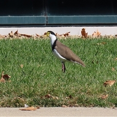 Vanellus miles at Symonston, ACT - 19 Apr 2025 01:37 PM