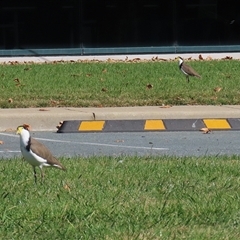 Vanellus miles at Symonston, ACT - 19 Apr 2025 01:37 PM