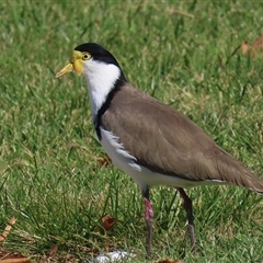 Vanellus miles at Symonston, ACT - 19 Apr 2025 01:37 PM
