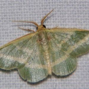 Mixocera latilineata at Bolivia, NSW - suppressed