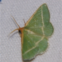 Mixocera latilineata at Bolivia, NSW - suppressed