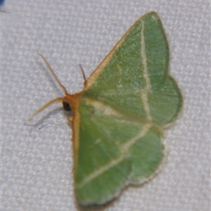 Mixocera latilineata at Bolivia, NSW - suppressed