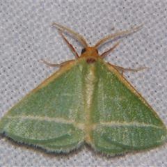 Mixocera latilineata at Bolivia, NSW - suppressed