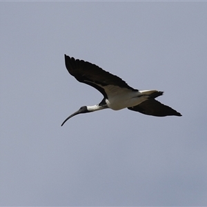 Threskiornis spinicollis at Symonston, ACT - Yesterday by RodDeb
