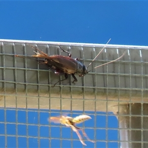 Teleogryllus commodus (Black Field Cricket) at Symonston, ACT - Yesterday by RodDeb