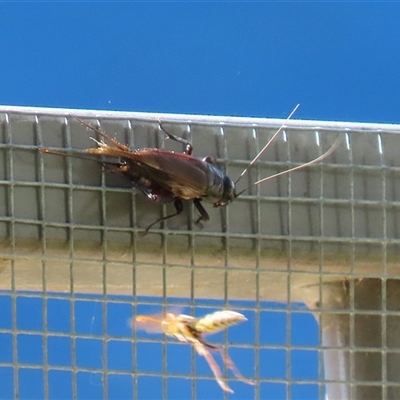 Teleogryllus commodus (Black Field Cricket) at Symonston, ACT - 19 Apr 2025 by RodDeb