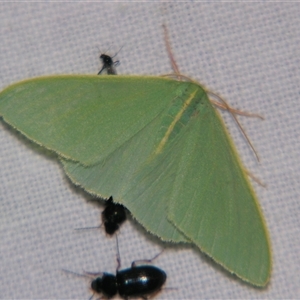 Chlorocoma assimilis at Bolivia, NSW - suppressed