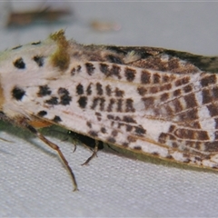 Endoxyla magniguttata at Bolivia, NSW - suppressed