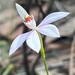 Caladenia picta at Ulladulla, NSW - 20 Apr 2025 by Clarel