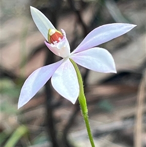 Caladenia picta at Ulladulla, NSW - suppressed