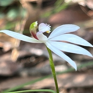 Caladenia picta at Ulladulla, NSW - suppressed
