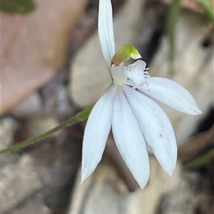 Caladenia picta at Ulladulla, NSW - suppressed