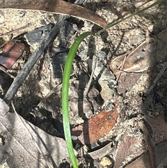 Caladenia picta at Ulladulla, NSW - suppressed