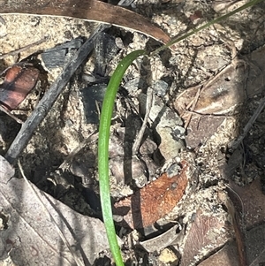 Caladenia picta at Ulladulla, NSW - suppressed