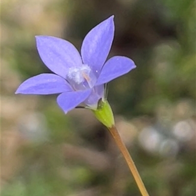 Wahlenbergia littoricola at Ulladulla, NSW - 20 Apr 2025 by Clarel