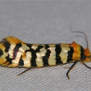 Moerarchis australasiella at Bolivia, NSW - suppressed